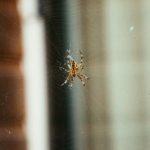 探索鸿博平台的多元化服务与创新解决方案 pelybunw