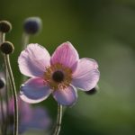 探索龙8官方网站:全方位了解在线娱乐平台的魅力 sds96yu36